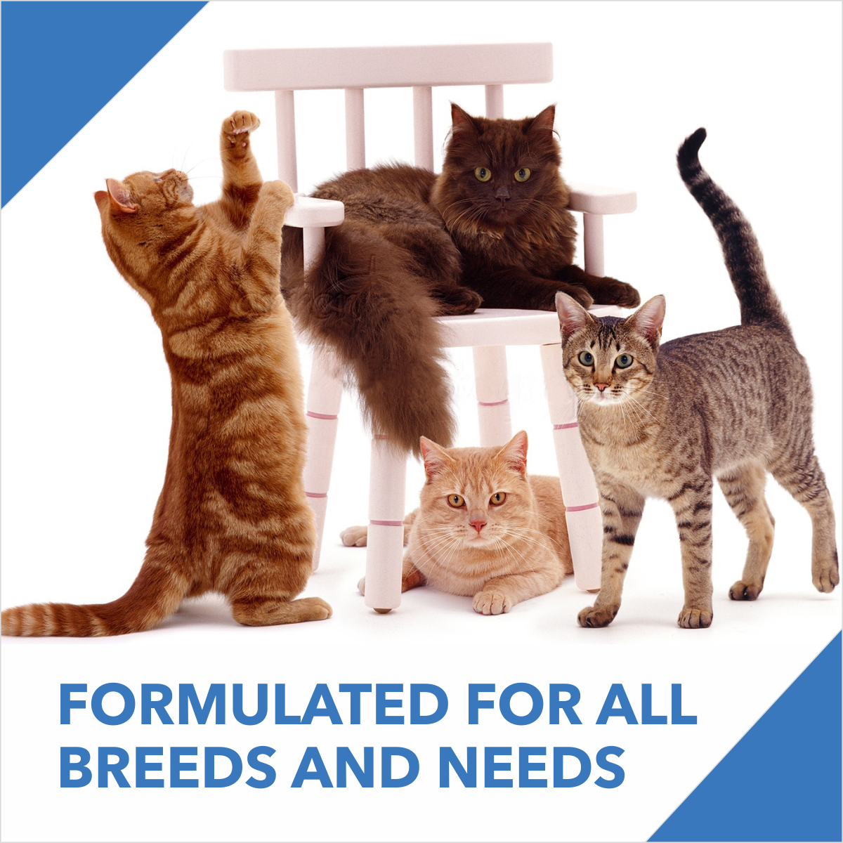 Drools Adult Tuna & Salmon | Dry Cat Food