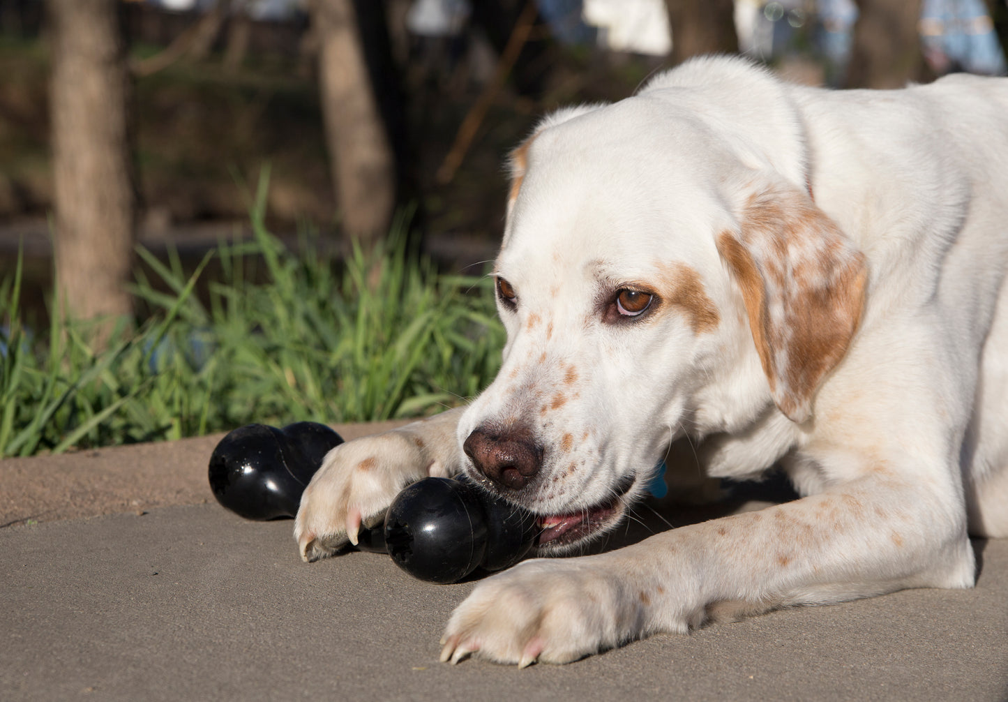 KONG Extreme Goodie Bone