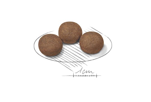 Royal Canin Medium Puppy | Dry Dog Food