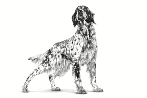 Royal Canin Hepatic | Dry Dog Food