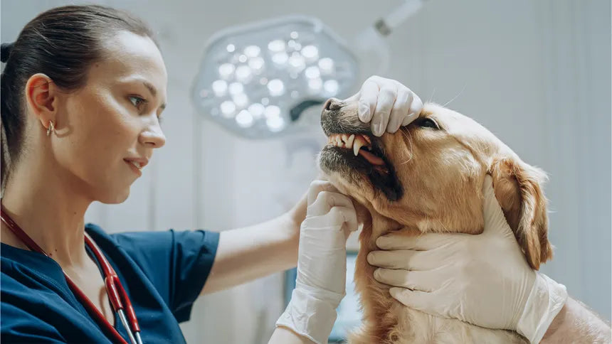 Dental Care: More Than Just Fresh Breath