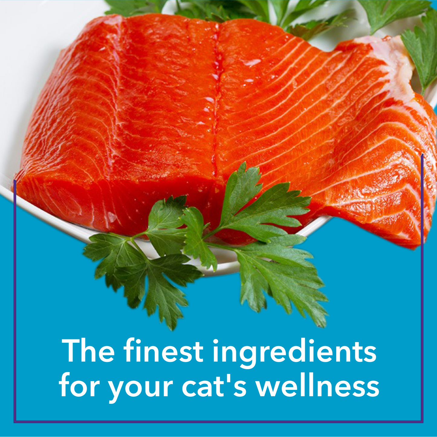 Purepet Cat Chicken & Liver Gravy | Wet Cat Food