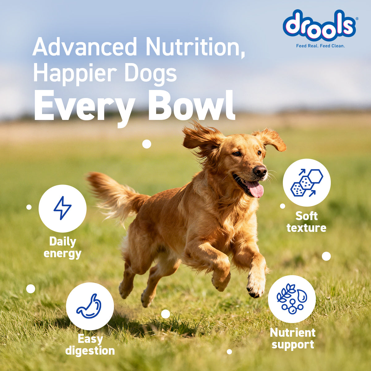 Drools Chicken & Liver Adult Gravy | Wet Dog Food