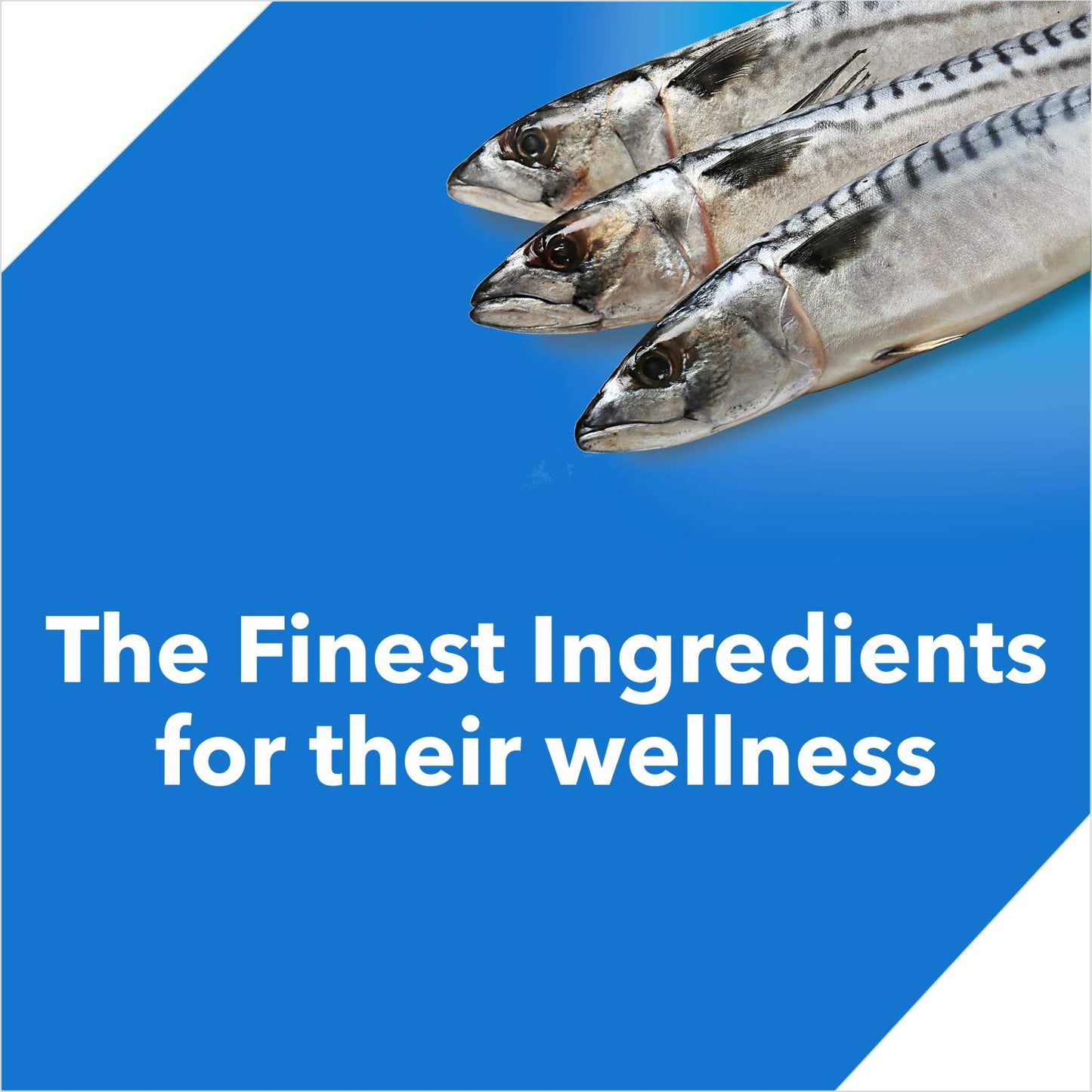 Drools Adult Ocean Fish | Dry Cat Food