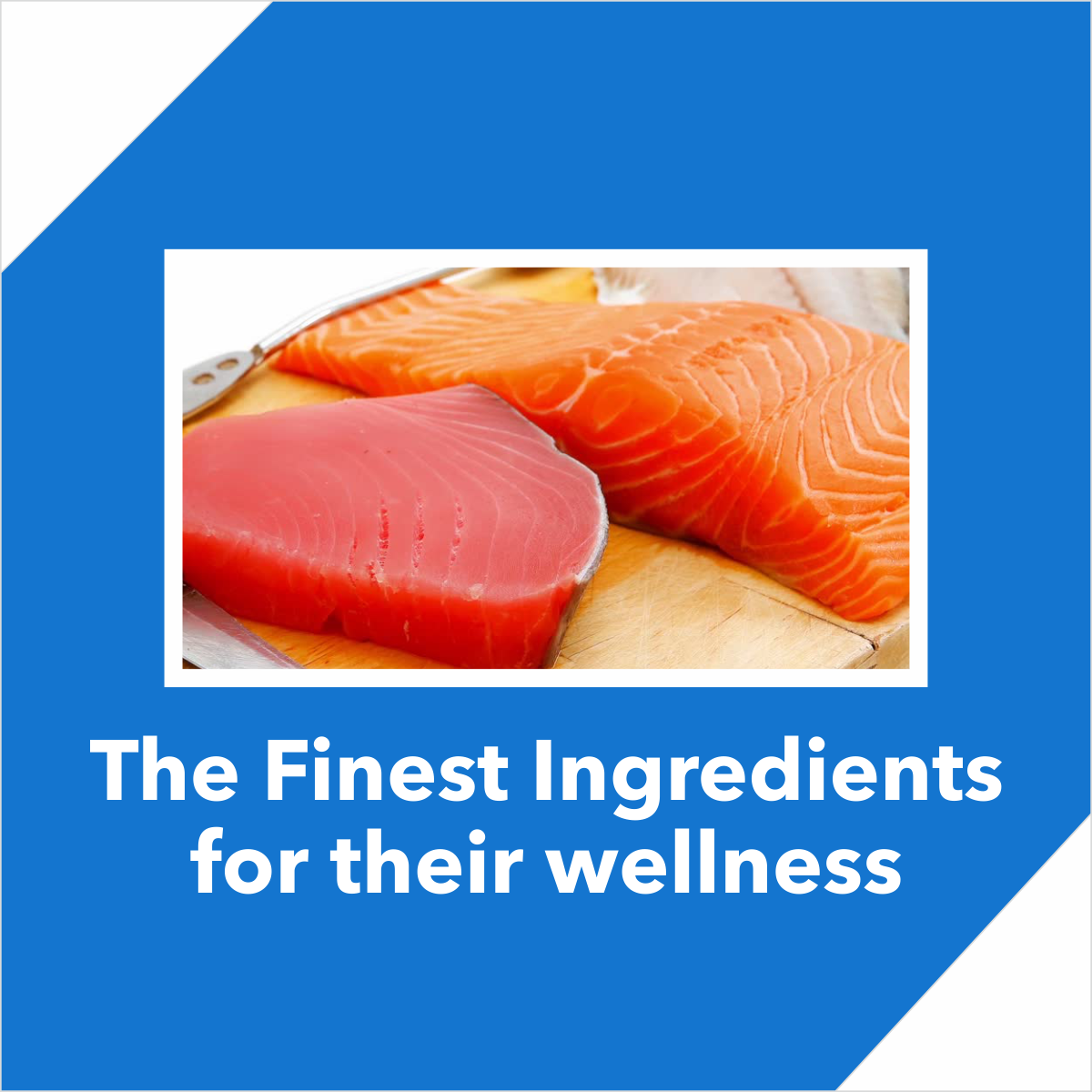 Drools Adult Tuna & Salmon | Dry Cat Food