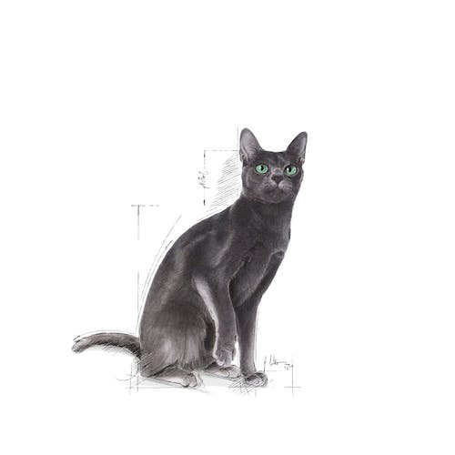 Royal Canin Sterilised 37 | Dry Cat Food