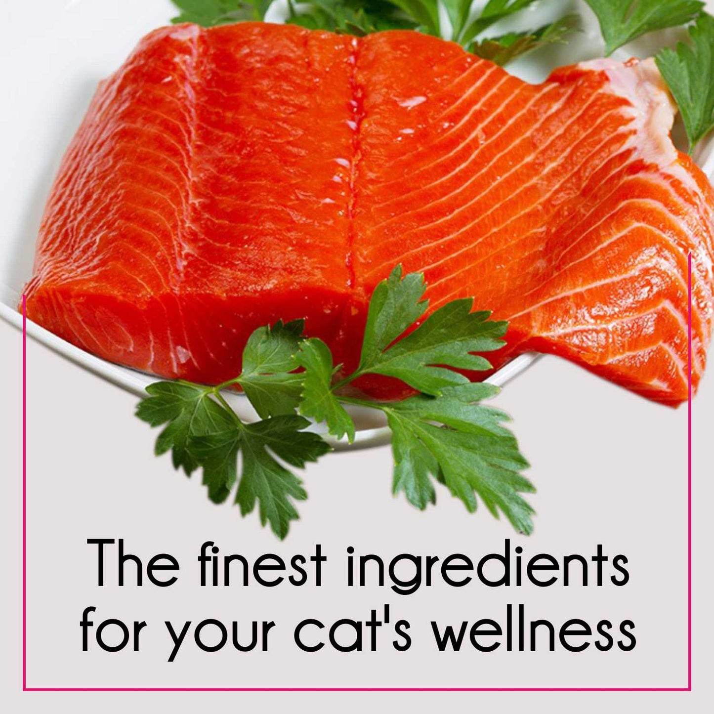 Purepet Tuna & Salmon | Dry Cat Food