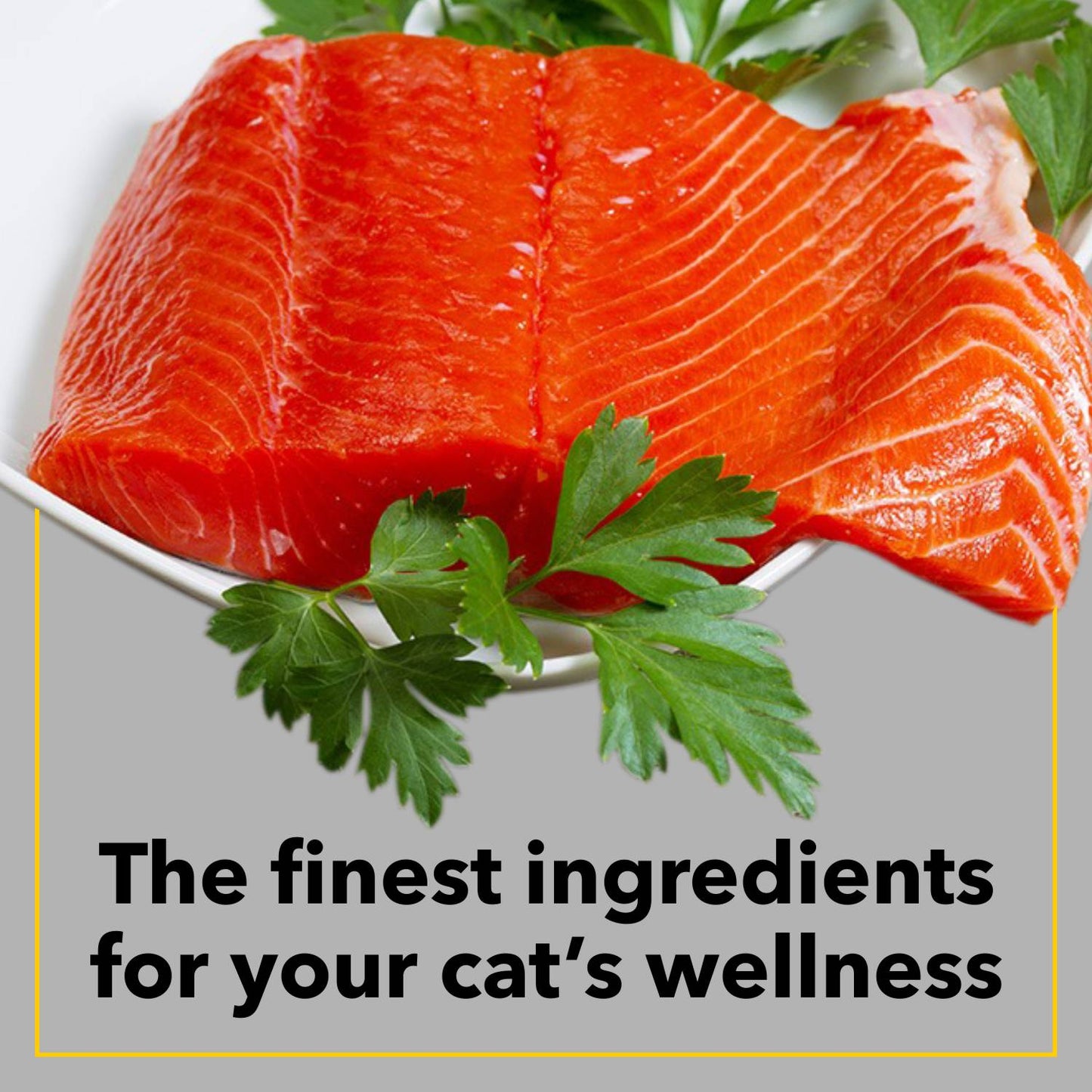 Purepet Seafood | Dry Cat Food