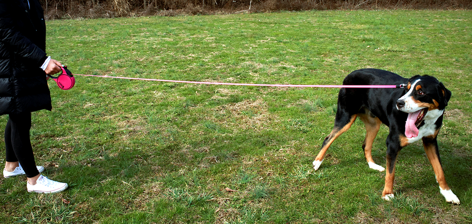 KONG Ultimate Retractable Leash