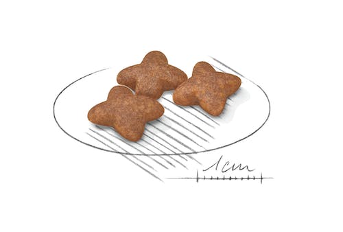 Royal Canin Mini Adult | Dry Dog Food