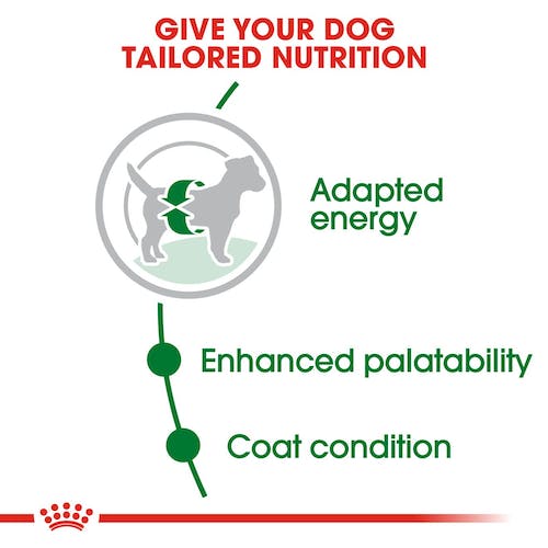 Royal Canin Mini Adult | Dry Dog Food