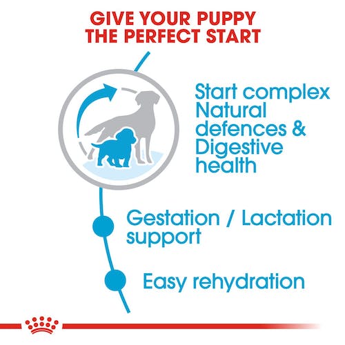 Royal Canin Medium Starter | Dry Dog Food