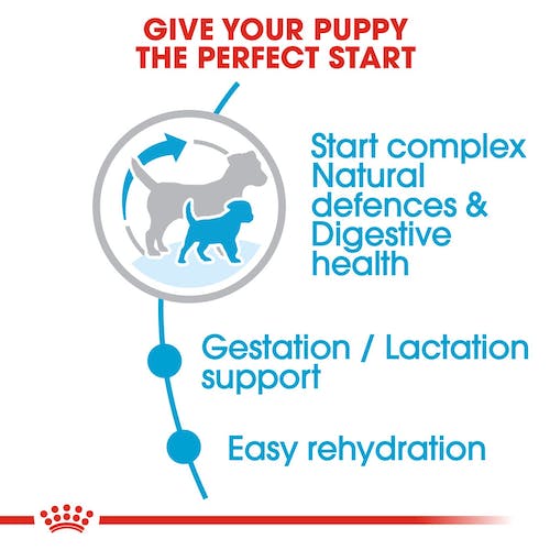Royal Canin Mini Starter | Dry Dog Food